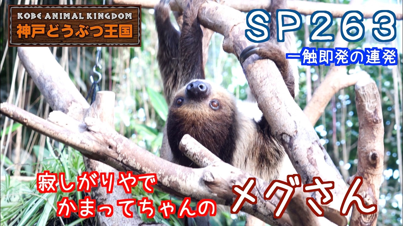 SP263 寂しがりやでかまってちゃんのナマケモノ（メグさん
