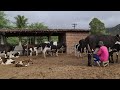 FAZENDA VIEIRA, ÁGUAS BELAS PE// VACAS LEITEIRAS