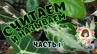 видео: 🙌🏻🌱 СЧИТАЕМ И НАЗЫВАЕМ ВСЕ РАСТЕНИЯ | ЧАСТЬ 1 #растения #коллекция #обзор картинка: 🙌🏻🌱 СЧИТАЕМ И НАЗЫВАЕМ ВСЕ РАСТЕНИЯ | ЧАСТЬ 1 #растения #коллекция #обзор