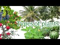 Types of plants