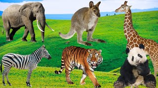 Zoo Animals - Elephants, Monkeys, Giraffes, Pandas, Tigers - Animal Adventure