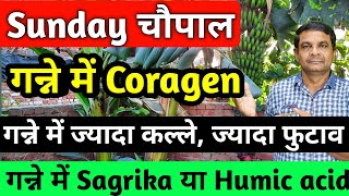 Sunday चौपाल #34 | Coragen in Sugarcane | Humic Acid in Sugarcane | Ganne में Sagrika