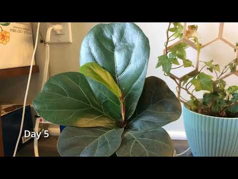 Fiddle Leaf Fig Timelapse In 30 Seconds!