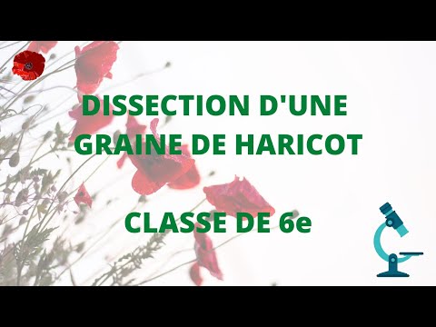 Dissection d&rsquo;une graine de haricot - Cours 6e