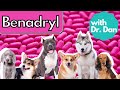 Benadryl for dogs  dr dan explains