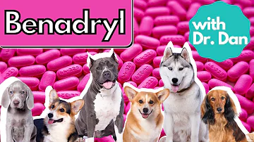 Je 50 mg benadrylu pro psa hodně?