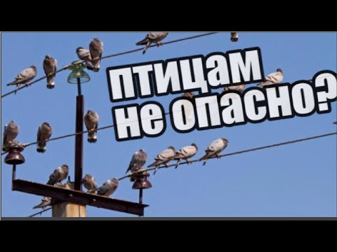 Почему столько птиц сидят на электропроводах? Опасно ли это?