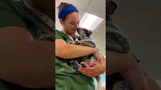 AdoptMeMKE🐕🦺: Winston & Rocket AdoptMeMKE🐕🦺: Winston & Rocket