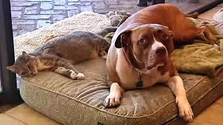 Coyotes Were Seconds Away From Killing Their Cat When Their Pit Bull Saved Her