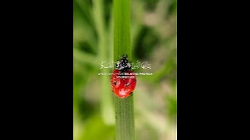 يا أيها الذين كفروا لا تعتذروا اليوم _ ياسر الدوسري #قران_كريم #تلاوة_خاشعة