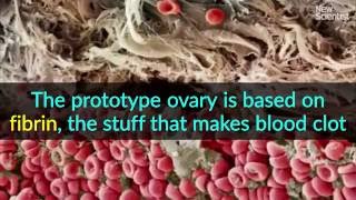 Artificial ovary