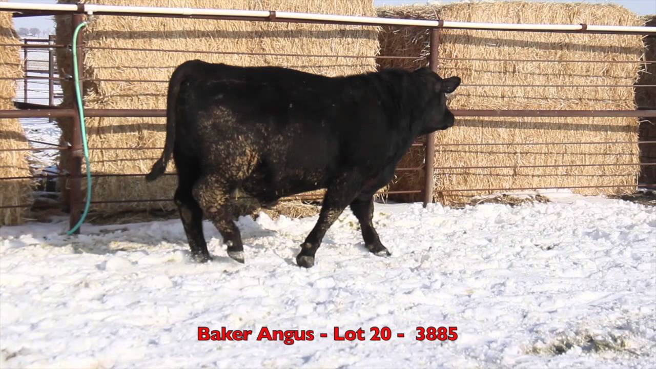 Baker Angus Lot 20 YouTube