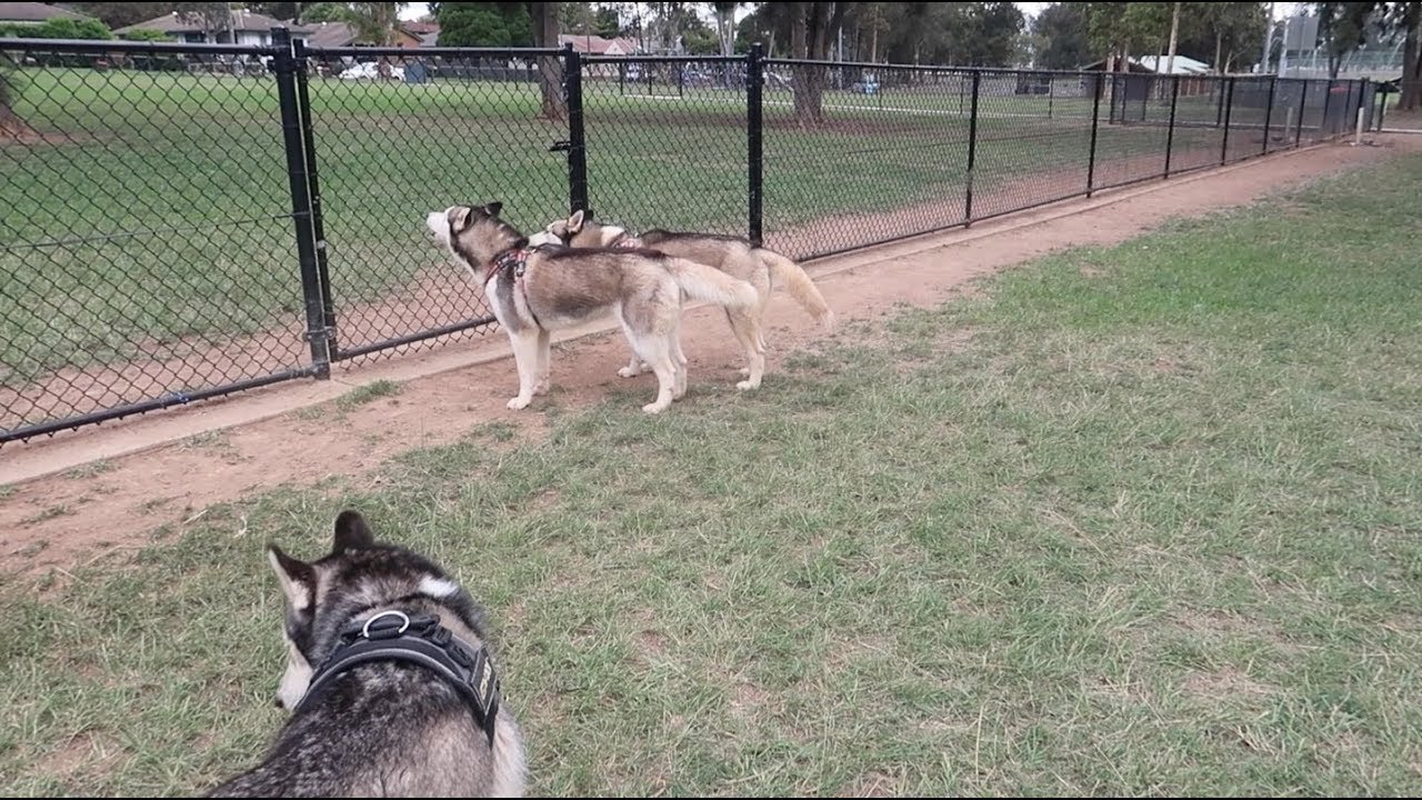 DO HUSKIES BARK ? | MY HUSKIES BARKING AT HUMANS! 🤦‍♀️ |  LIFE WITH 4 HUSKIES AND 2 BOYS | VLOG!