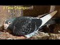 Is My Ace Racing Pigeon Fertile??? (14 Year Old Homing Pigeon)