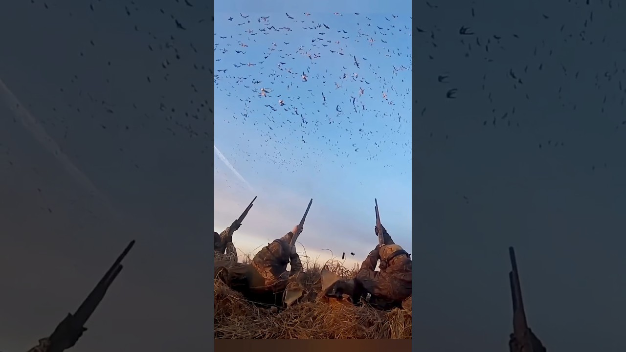 Охота на гусей 2025 – захватывающий выстрел и улов