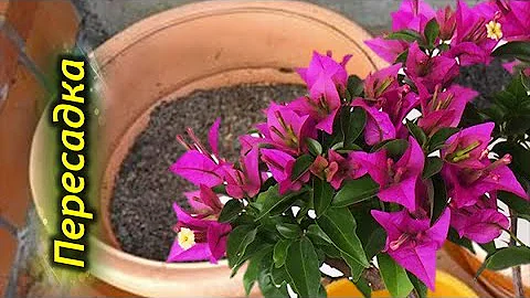 Посадка и пересадка Бугенвиллии. Какой грунт и горшок нужен растению.