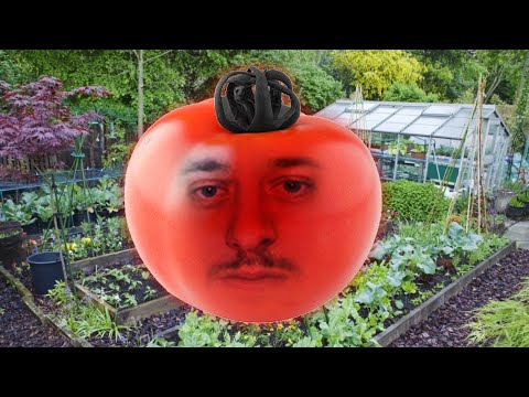 וִידֵאוֹ: עגבניות עגבניות