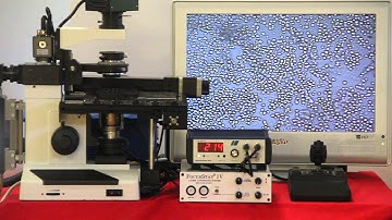 Microscope Autofocus on a 96 wellplate yeast culture