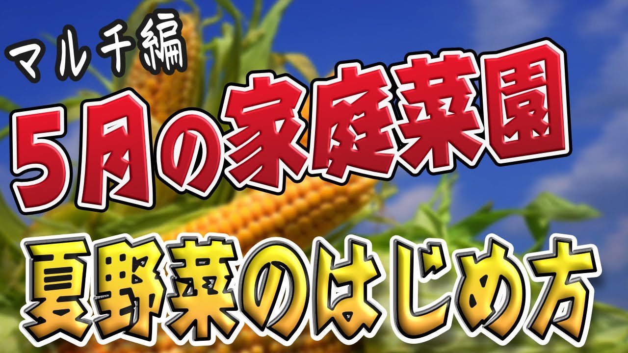 2 初心者限定 5月から家庭菜園を始める方へ 夏野菜の始め方 マルチはりについてわかりやすく説明します トマト ナス 大葉 ピーマン トウモロコシ ビーツ えだまめ 失敗しないコツ Youtube