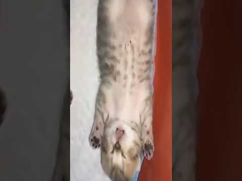 👉Very Funny  cat Video #58 2022