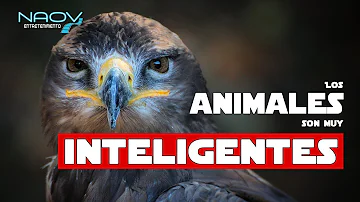 ¿Qué animal es muy inteligente?