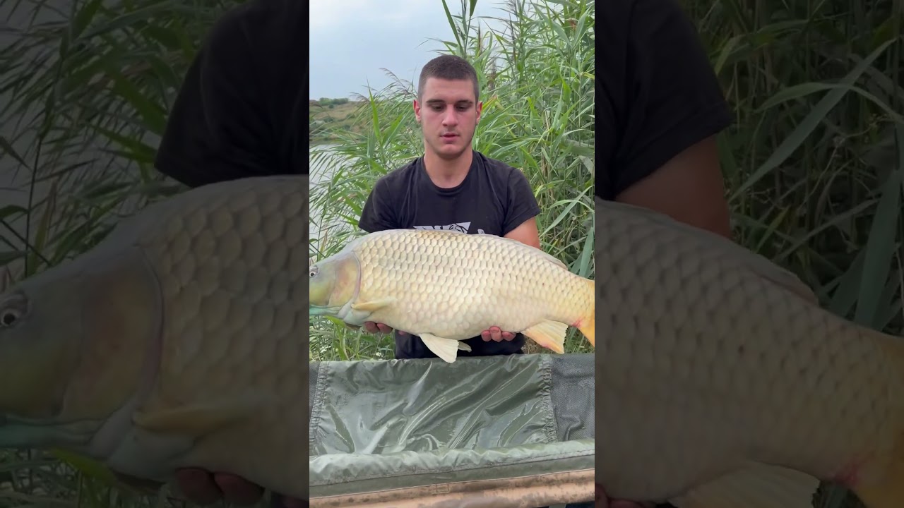 #wildwatersgr #carpfishing #ψάρεμα #nature #catchandrelease #fishing