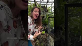 Planta carnívora /Killer Plants: Pitcher plants absorb nitrogen from dead insects!