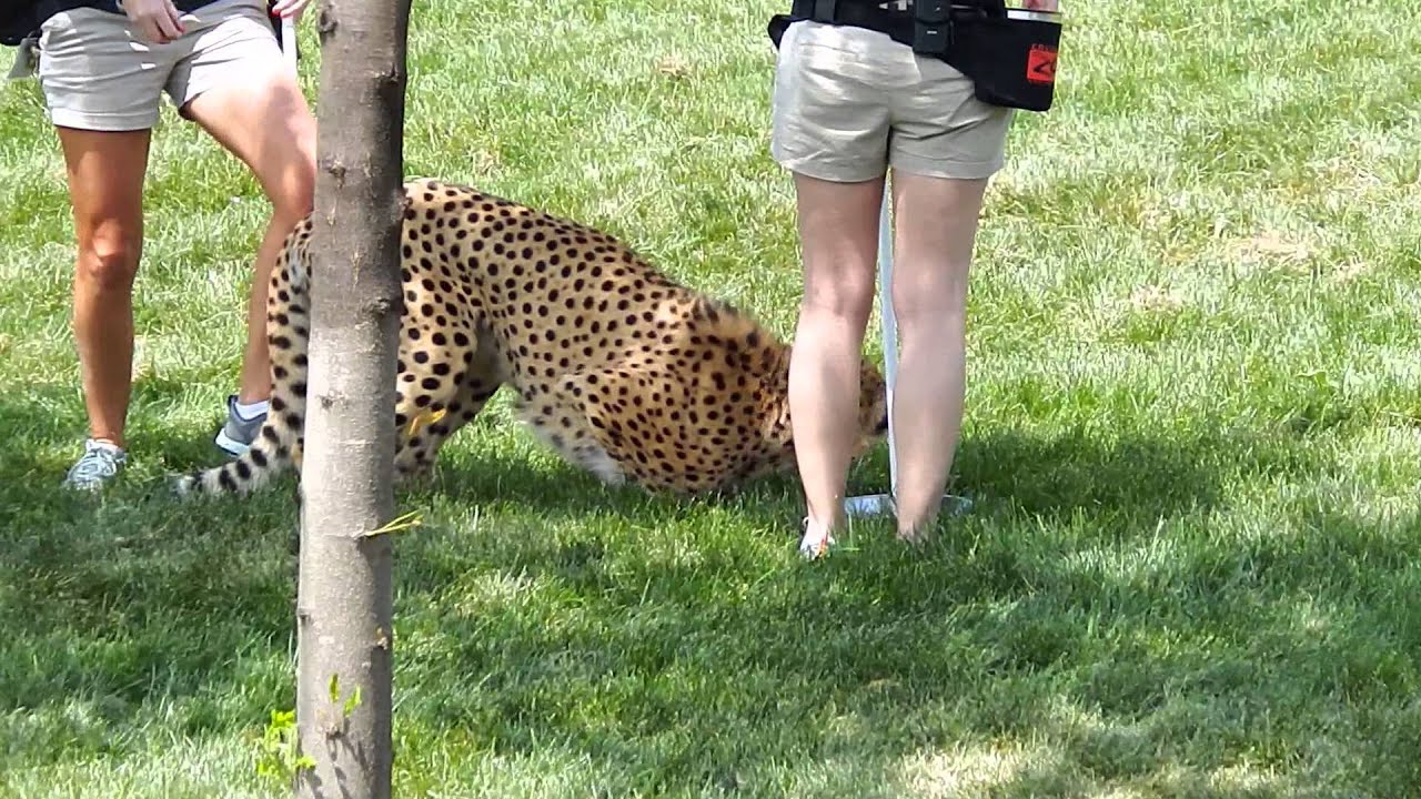 columbus zoo cheetah columbus zoo cheetah
