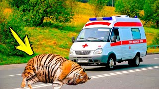 A pregnant tigress blocked the ambulance's path. Then the incredible happened! screenshot 5