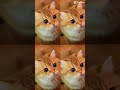 Сибочка