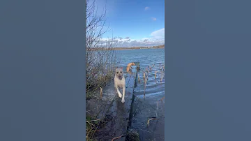 Neither Labrador Has A Braincell ViralHog 