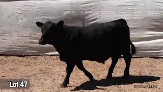 Lot 47  Sterling Enforcer 6662