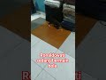 Ronaldowati sedang bermain bola #cat #catlover #video