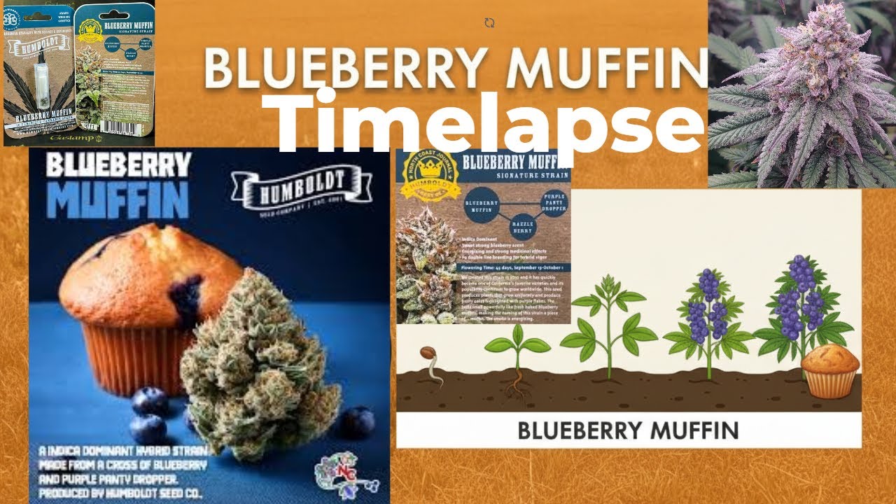 (TIMELAPSE)Blueberry Muffin GROWS into a HUGE Plant in JUST Months? but Problems Did Arize