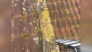 Como Eliminar Hongos De Teja