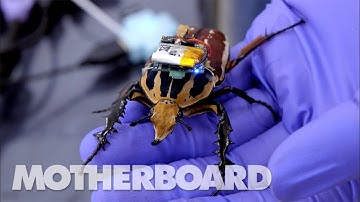 The Cyborg Beetles Designed to Save Human Lives