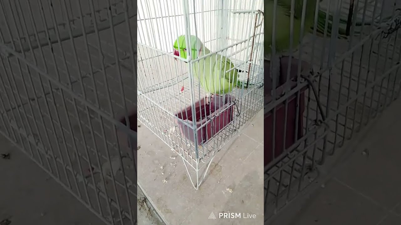 Talking parrot is live! (SUBSCRIBE IF YOU LOVE BIRDS)🤗