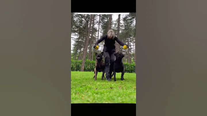 #usa#dogsoftiktok #malinois #k9#k9protection #k9trainer#trending #viralvideo#fyp#k9handler #newyork