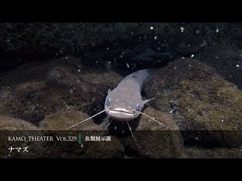 Top 13 猫 体長 60cm Thư Viện Hỏi đap