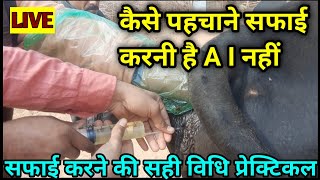 गाय की बच्चेदानी में इन्फेक्शन Intrauterine Therapy in Cattle vets club in hindi