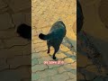 #honey #funny #labrador goldenretreiver #comedyshorts #dogshorts #doglove #cutepuppy #trending