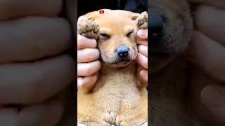 Dog Feeling Relaxed With The Dance Music