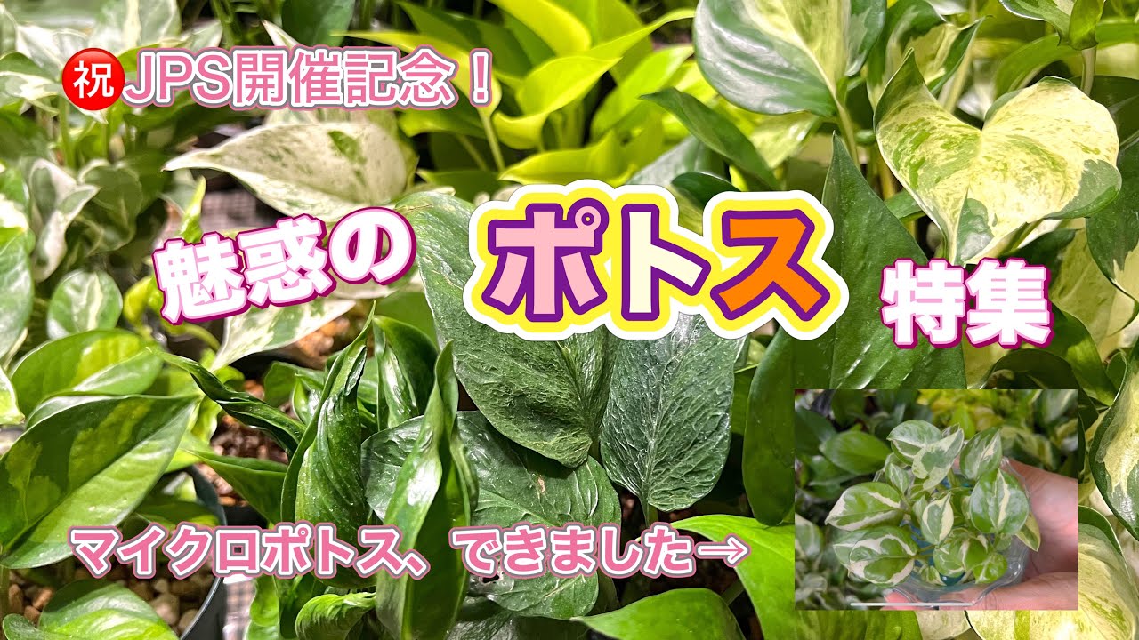 【レア品種も紹介】やっぱりポトスが好き！【マイクロポトスって？】