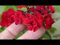 Цветущая розами пеларгония .как за ней ухаживать.Flowering pelargonium roses. How to care for it.