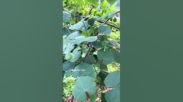 Cây cối xay tốt cho thận #linhmythaoduoc_0966086662 #thaoduoc #coixay