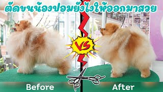 Hero’s Pom ตัดแต่งขนเองได้ที่บ้าน (สอนวิธีตัดขนสำหรับปอมเมอเรเนียน) ขนไม่ช็อด100%