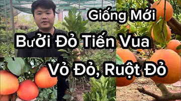Cây Giống Bưởi Đỏ Tiến Vua ( Vỏ Đỏ, Ruột Đỏ ) - Dễ Trồng Không Kén Đất, kinh Tế, Dễ Trồng 