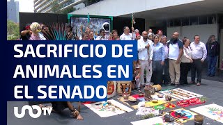 ¿Por qué realizaron un ritual con sacrificio de animales en el Senado?