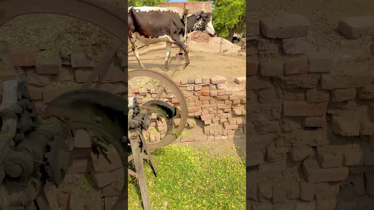 Stunning Old Gear Toka Machine 