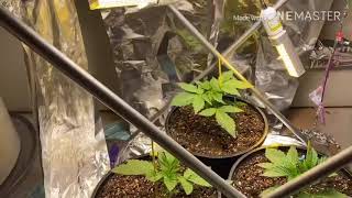 Day22V Cookies Kush, Amherst Sour D, Lemon Kush Headband